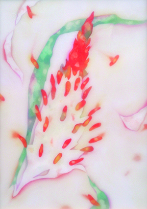 小川泰生